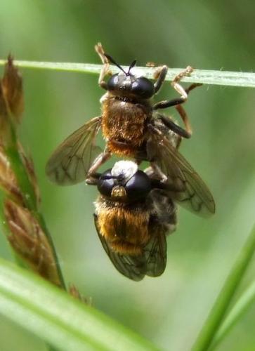 Réf. 256 083 : Microdon sp.